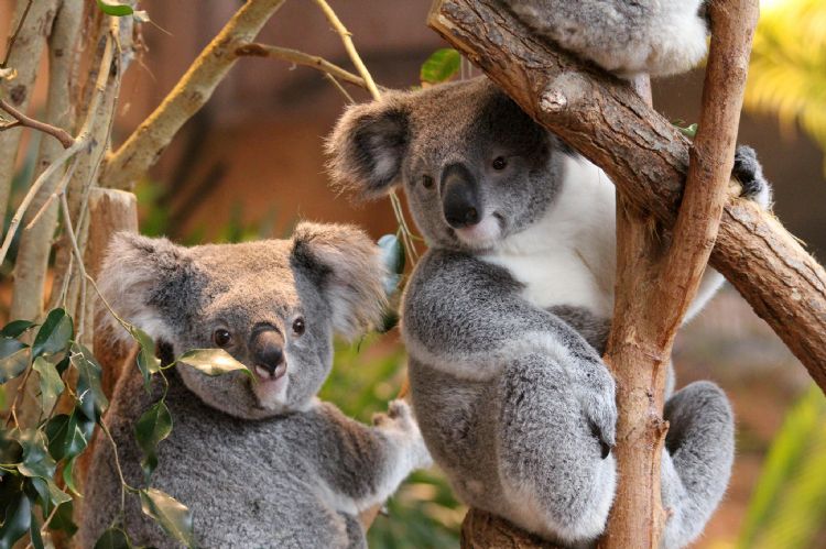 Koalas à Beauval