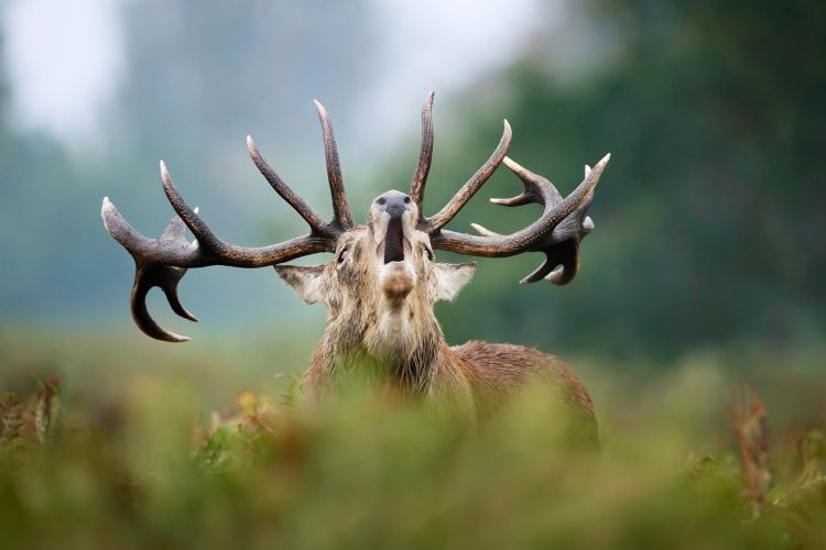 Brâme du cerf dans le domaine des grottes de Han
